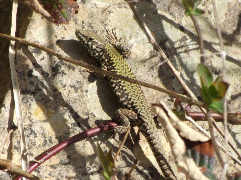 Morph at Winspit Quarry